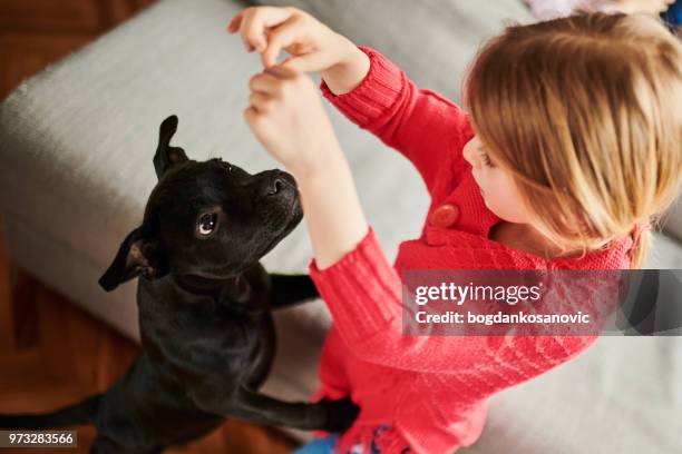 little girl and black puppy - staffordshire bull terrier stock pictures, royalty-free photos & images