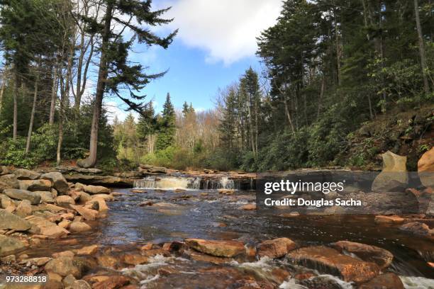 red creek west virginia, usa - monongahela national forest stock-fotos und bilder