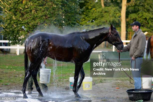 Taste of Paradise, held by trainer Gary Mandela, gets a bath at Belmont Park as he prepares for the TVG Breeders' Cup Sprint, one of eight races in...