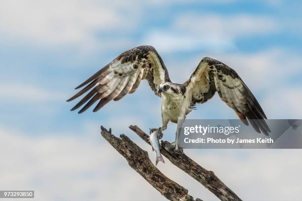 an osprey perches on a dead tree limb with wings outstretched while grasping a mullet which it had caught for lunch. - mullet fish stock pictures, royalty-free photos & images