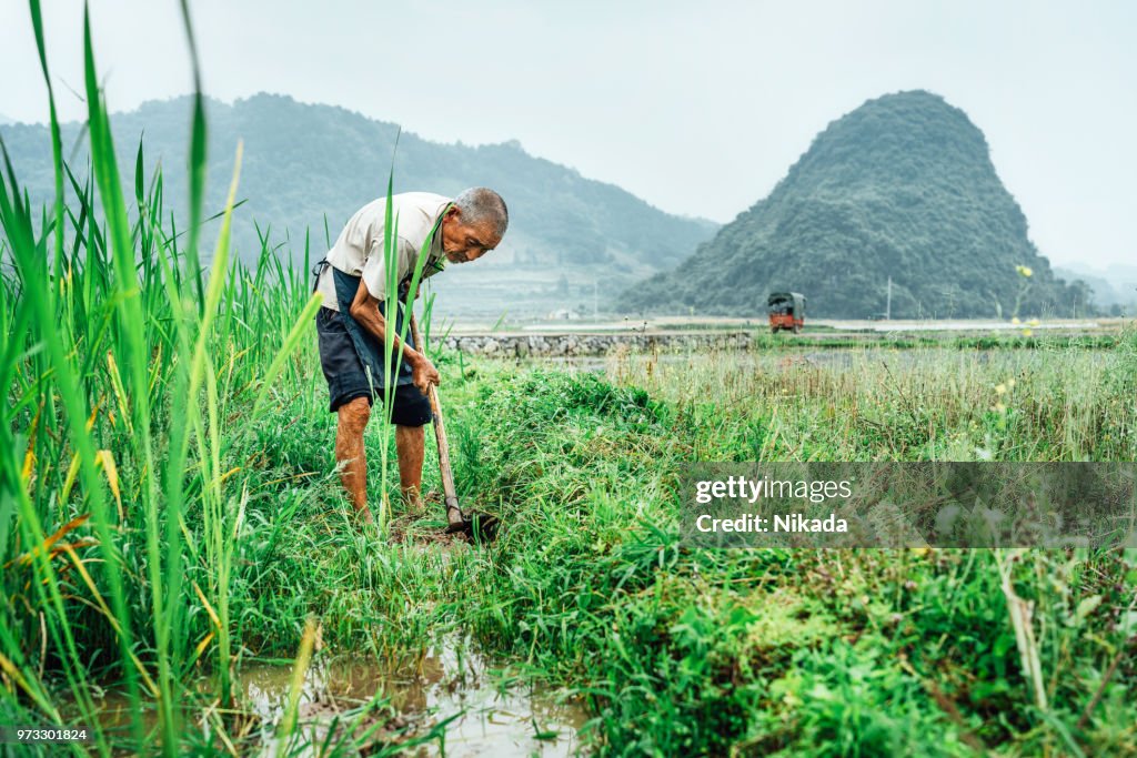 Early Rice Farming Chinese Rice Crops