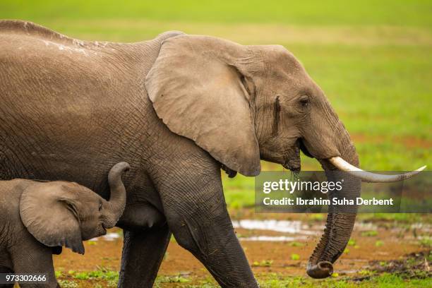 side view of a mother and baby elephant walking - african elephant calf stock pictures, royalty-free photos & images