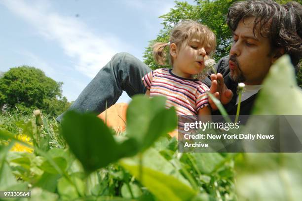 Kika Kovaleski and her father blow on a dandelion while in a dandelion patch in the Long Meadow section of Prospect Park.