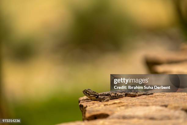 young red-headed rock agama - insectivora stock pictures, royalty-free photos & images