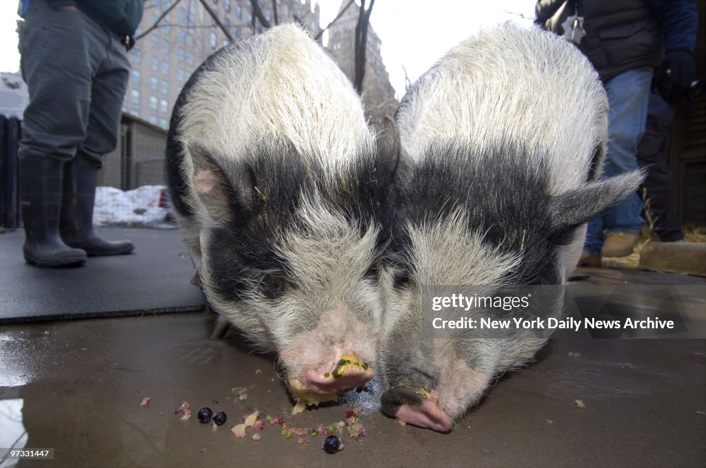 Vietnamese pot-bellied pigs Otis (left) and Oliver munch awa