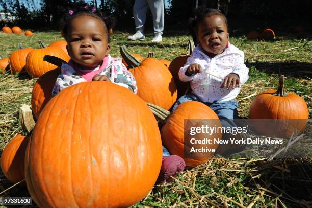 The Pumpkin Patch October Festival at Sunnyside Gardens Park on 39th ave. In Sunnyside, Queens., - 9 month old twins, Morgan and Madison Dixon sit...