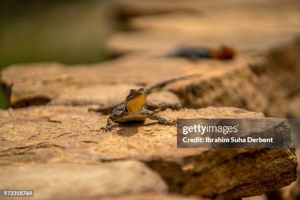 young red-headed rock agama on a rock - insectivora stock pictures, royalty-free photos & images