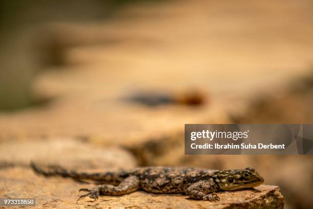side view of a young red-headed rock agama - insektenfresser stock-fotos und bilder