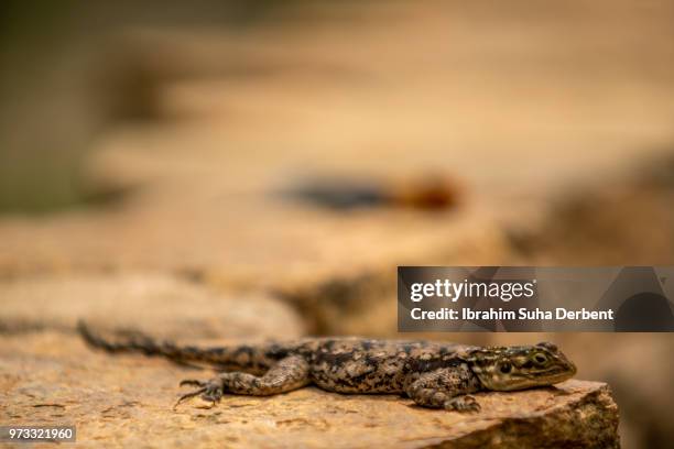 young red-headed agama resting on a rock - insectivora stock pictures, royalty-free photos & images