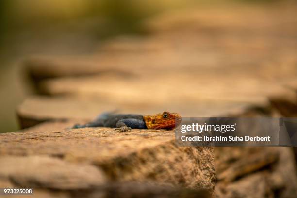 red-headed rock agama looking towards the camera - insectivora stock pictures, royalty-free photos & images