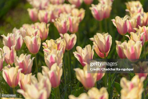 tulip flower in the garden with tulip background pattern. - knooppatroon stockfoto's en -beelden