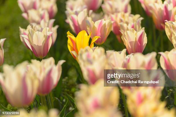 yellow tulip flower and white tulip flower in the garden with tulip background pattern. - knooppatroon stockfoto's en -beelden