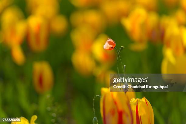 yellow tulip flower in the garden with tulip background pattern. - knooppatroon stockfoto's en -beelden