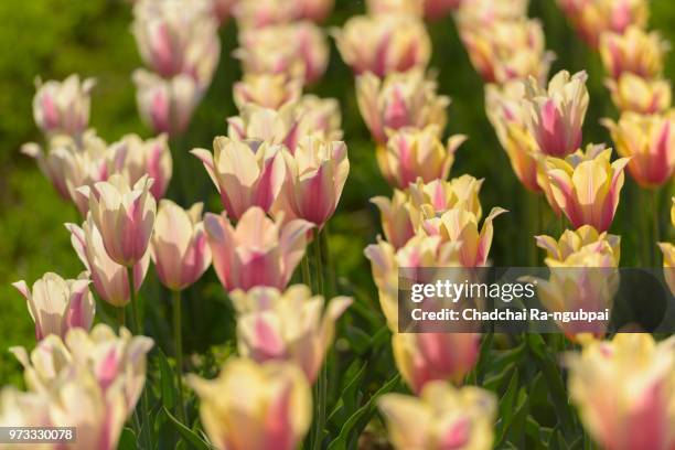 white tulip flower in the garden with tulip background pattern. - knooppatroon stockfoto's en -beelden