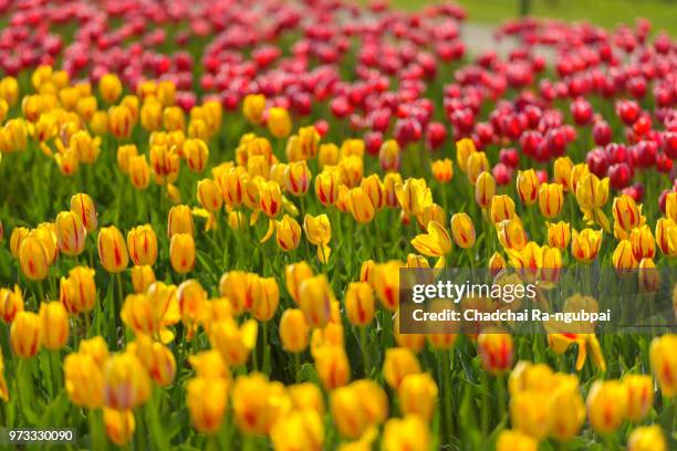 yellow tulip flower and red tulip flower in the garden with tulip background pattern. - knooppatroon stockfoto's en -beelden