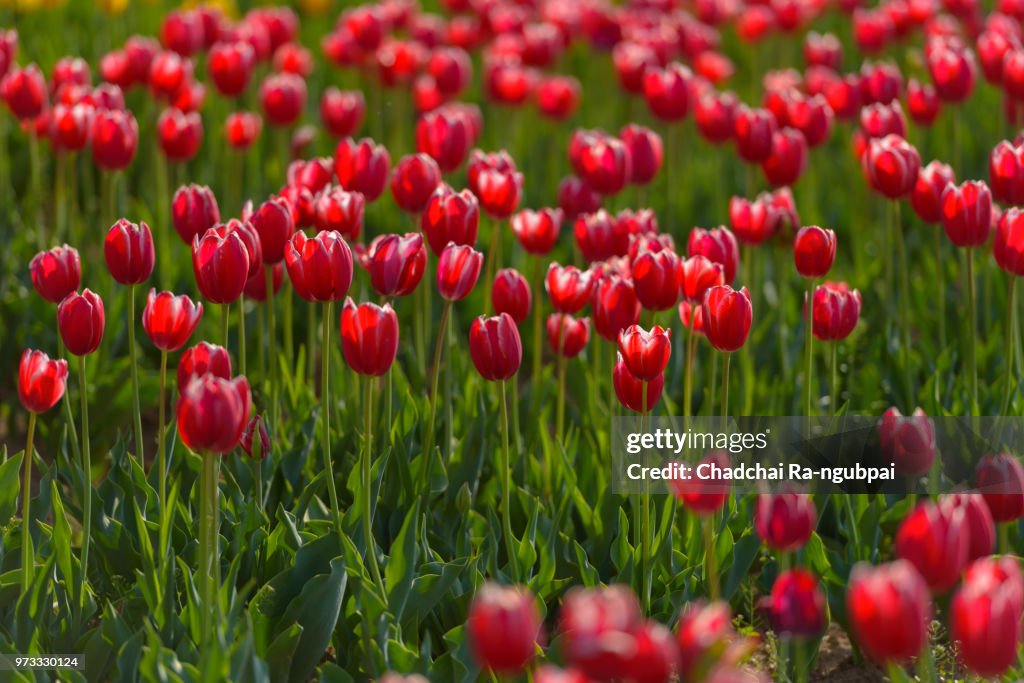 Red tulip flower in the garden with tulip background pattern.