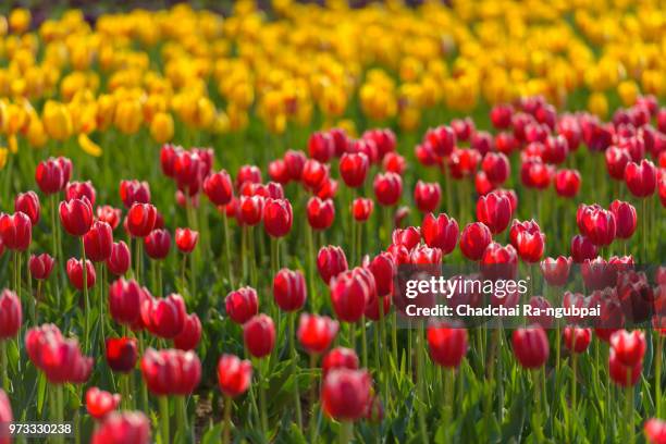 yellow tulip flower and red tulip flower in the garden with tulip background pattern. - knooppatroon stockfoto's en -beelden