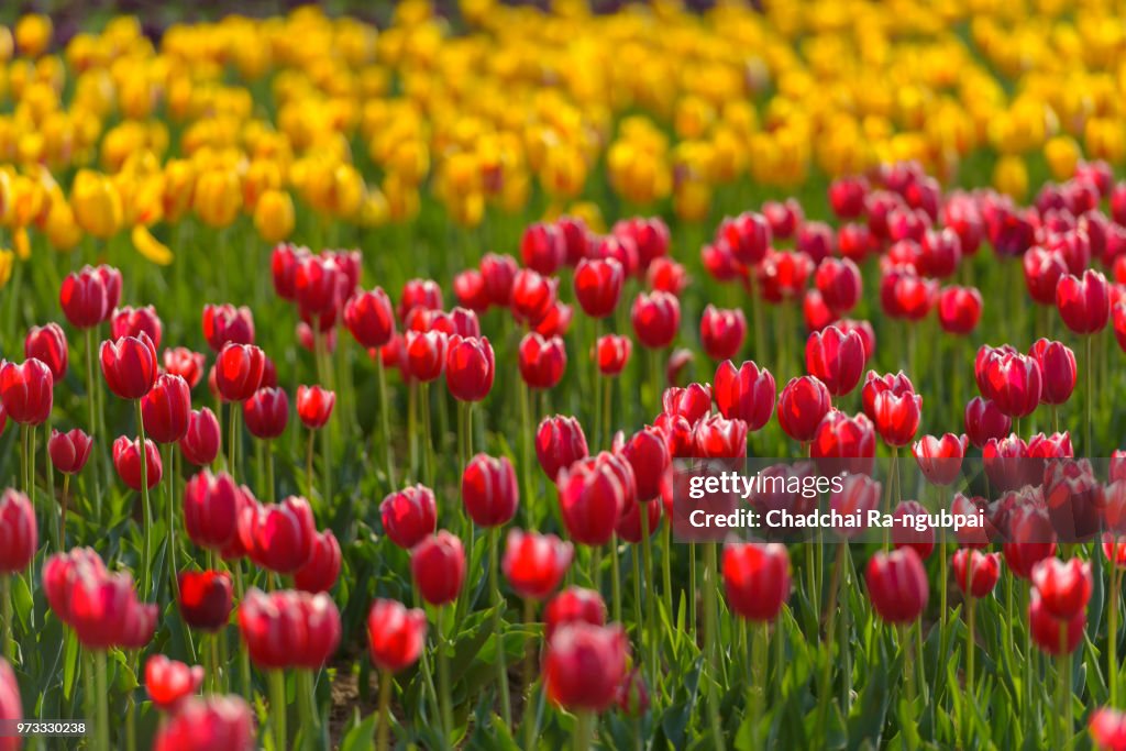 Yellow tulip flower and Red tulip flower in the garden with tulip background pattern.