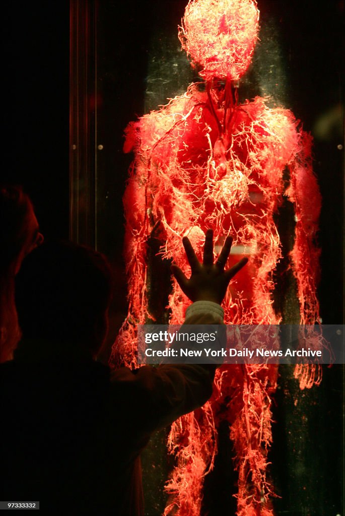 Visitor examines the complex inner workings of a human body 