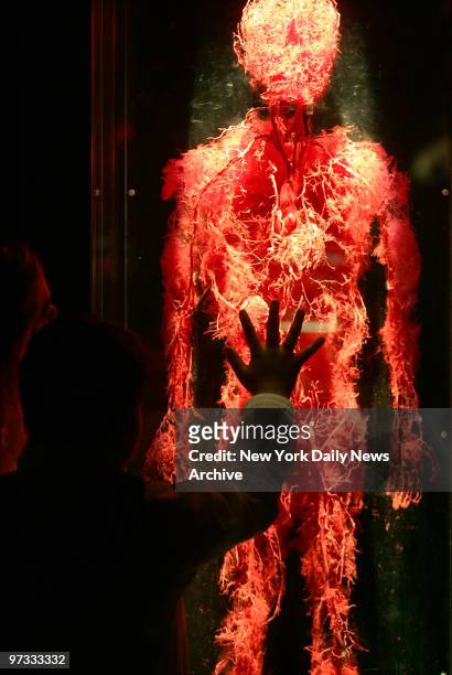 Visitor examines the complex inner workings of a human body on the opening day of "Bodies...The Exhibition" in the new Exhibition Centre at the South...