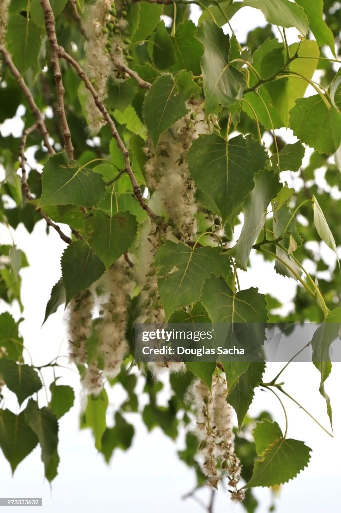 Hanging pollen and seeds from an Eastern Cottonwood Tree (populus deltoides)