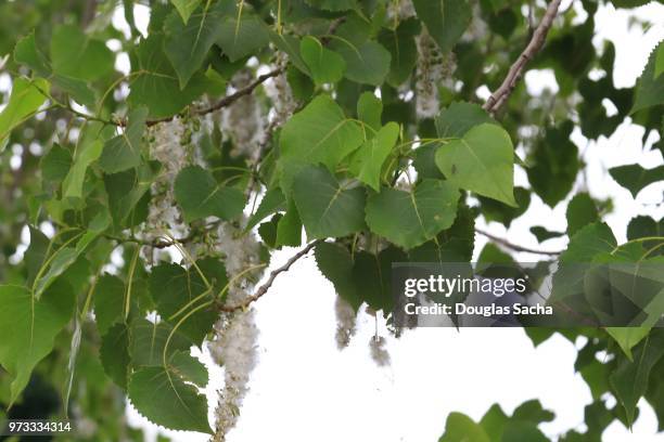 eastern cottonwood tree with springtime pollen (populus deltoides) - douglas fir stock-fotos und bilder
