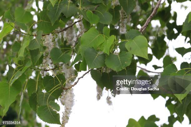eastern cottonwood tree with springtime pollen (populus deltoides) - cypress tree stockfoto's en -beelden