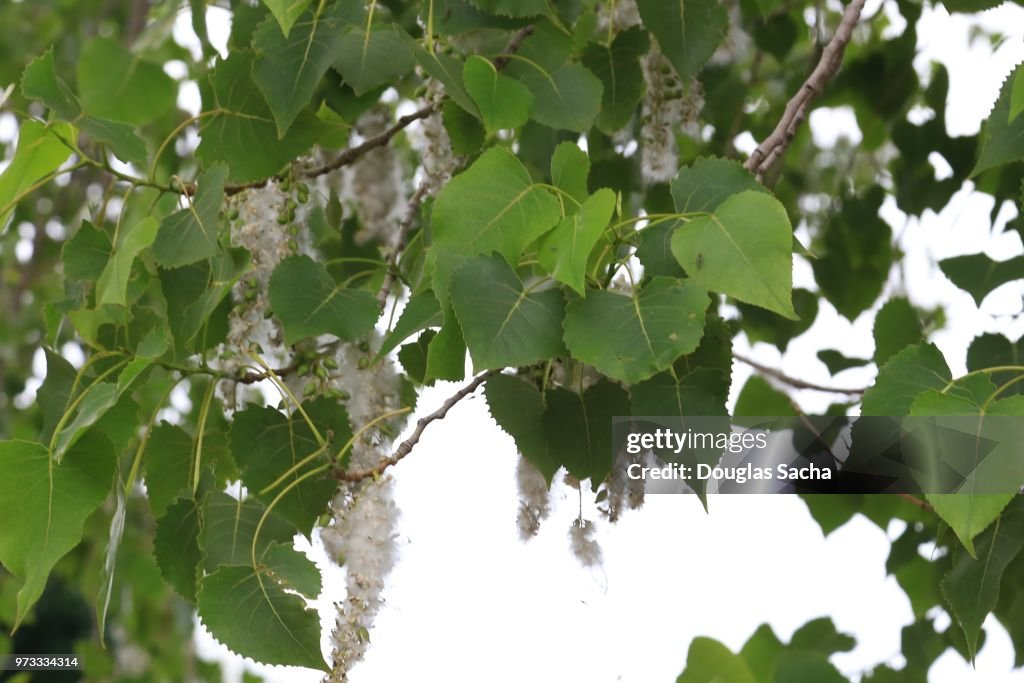 Eastern Cottonwood Tree with springtime pollen (populus deltoides)
