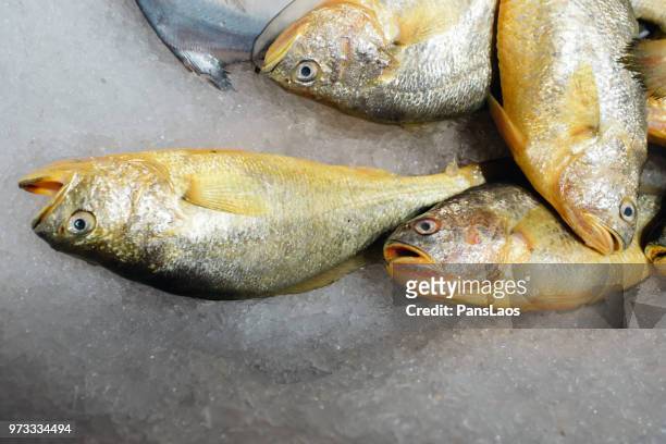 seafood fresh fish on ice - goldbrasse stock-fotos und bilder
