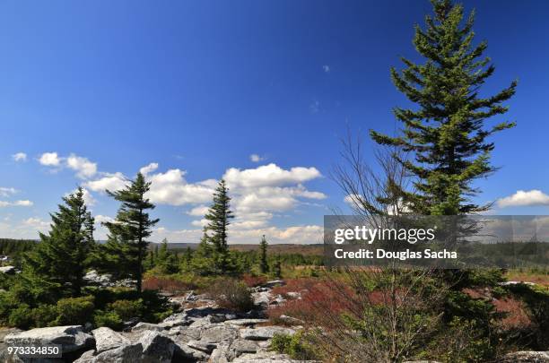 view looking west from the allegheny front near bear rocks, dolly sods wilderness, west virginia, usa - monongahela national forest stock-fotos und bilder