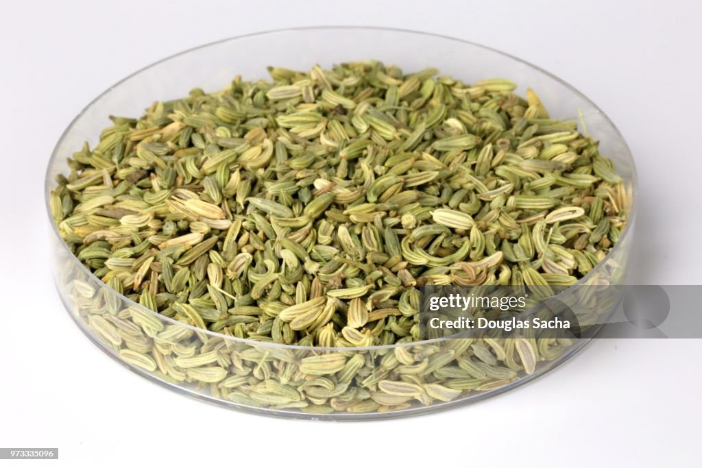 Fennel Plant Seeds (Foeniculum vulgare)