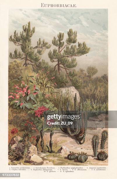 euphorbiaceae, lithographie, veröffentlicht im jahre 1897 - cactus landscape stock-grafiken, -clipart, -cartoons und -symbole