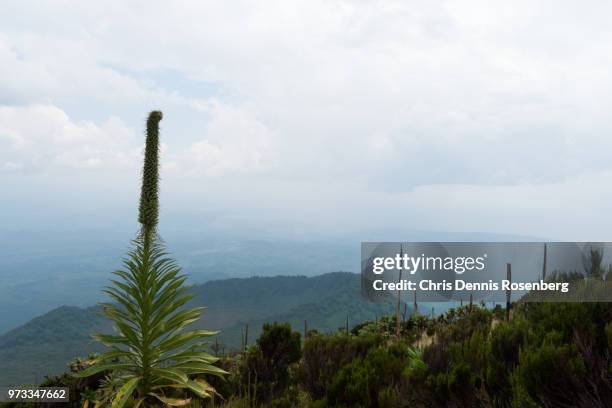 vegetation on mount nyiragongo. - giant groundsel stock pictures, royalty-free photos & images