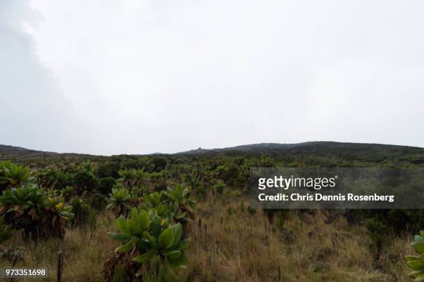 vegetation on mount nyiragongo. - giant groundsel stock pictures, royalty-free photos & images