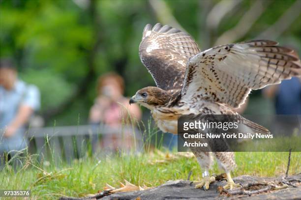 The 7-week-old baby hawk that was found grounded last week in a courtyard by the Ziegfeld Theatre on W. 55th St., flexes her wings in Central Park...