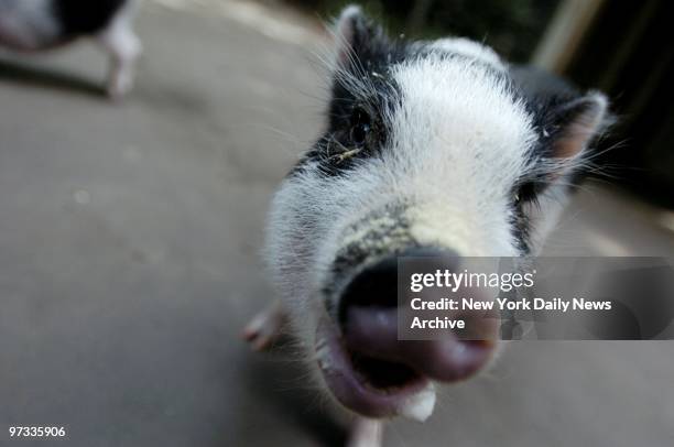 Otis, a Vietnamese potbellied pig, makes his debut at the Tisch Children's Zoo in Central Park. Otis and his brother, Oliver, were born three months...