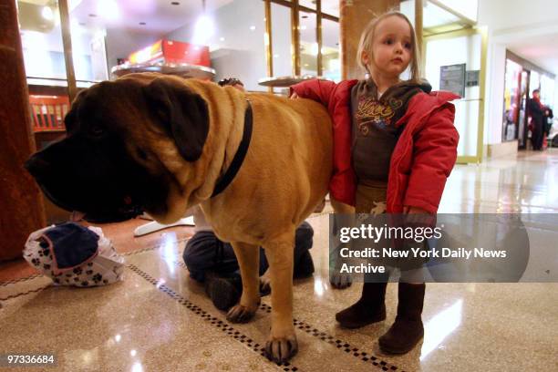 Westminster dog show sees participants checking into Pennsylvania Hotel in Midtown Manhattan. Rufus, an english mastiff from North Carolina, waits...