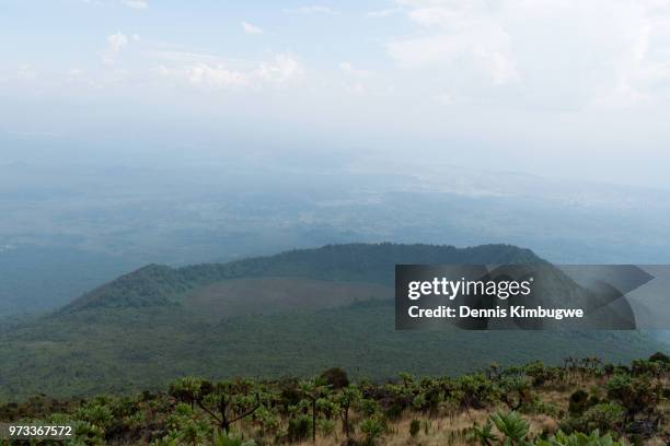 vegetation on mount nyiragongo. - virunga stock pictures, royalty-free photos & images