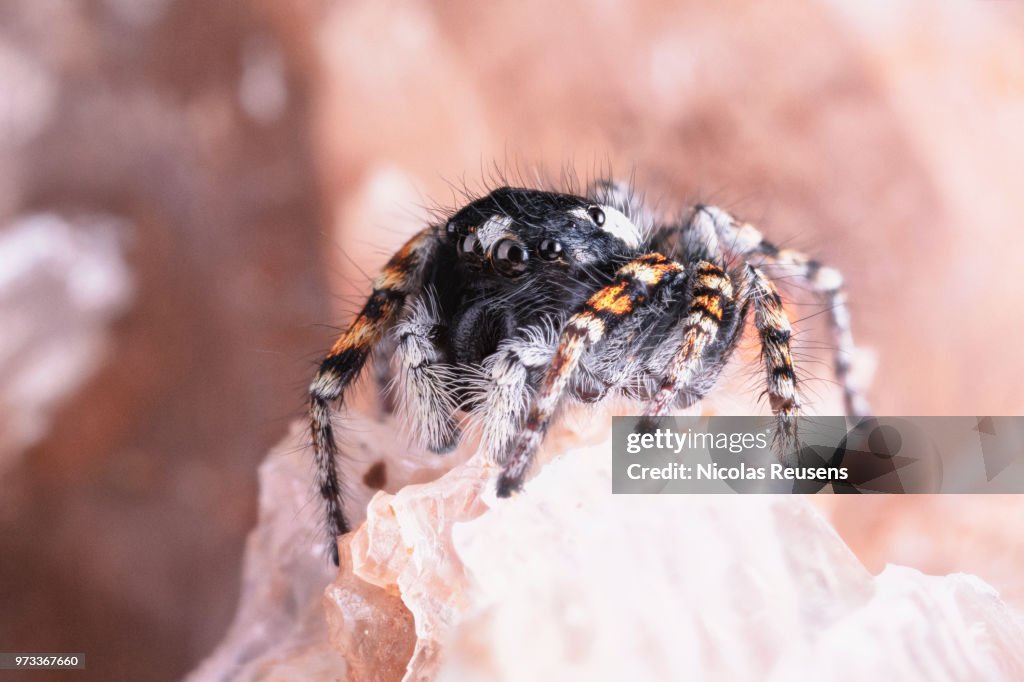 Philaeus chrysops