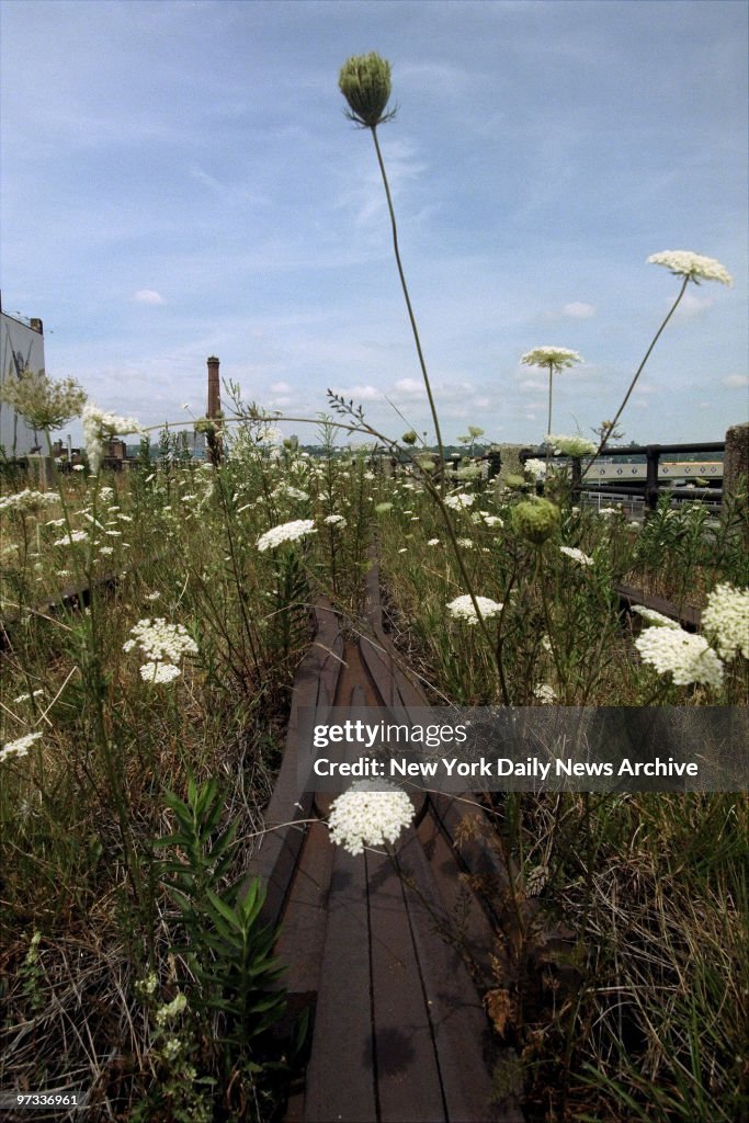 Wildflowers grow on the rusted tracks of the 1.5-mile High L