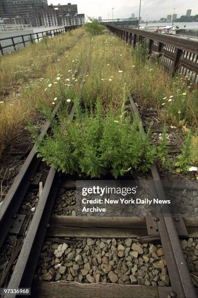 Wildflowers, high grass and weeds grow on the tracks of the 1.5-mile High Line, an abandoned elevated spur built 70 years ago to carry freight to...