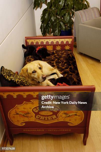 Doris, a five year old Labrador, tries out a dog bed that will go on auction to benefit Puppies Behind Bars. The nonprofit organization arranges for...