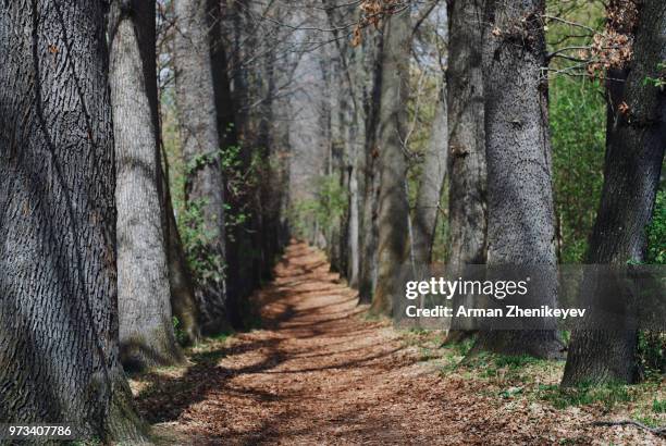 road amidst trees in forest - arman zhenikeyev stock pictures, royalty-free photos & images