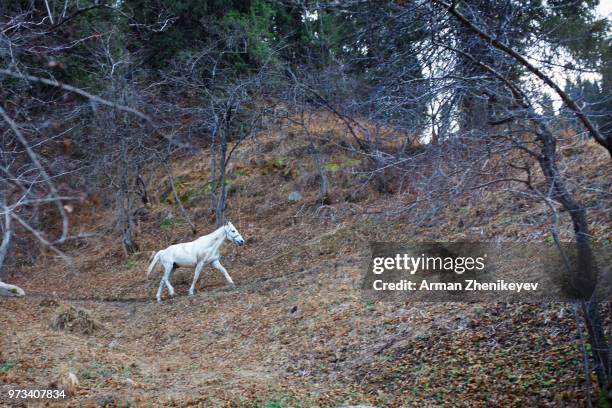 single horse exploring forest. scotland, uk - arman zhenikeyev stock pictures, royalty-free photos & images