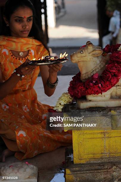 India-science-medicine-research-cows,FEATURE by Rupam Jain Nair This photo taken on February 1, 2010 shows an Indian woman performing the Nandi Puja...