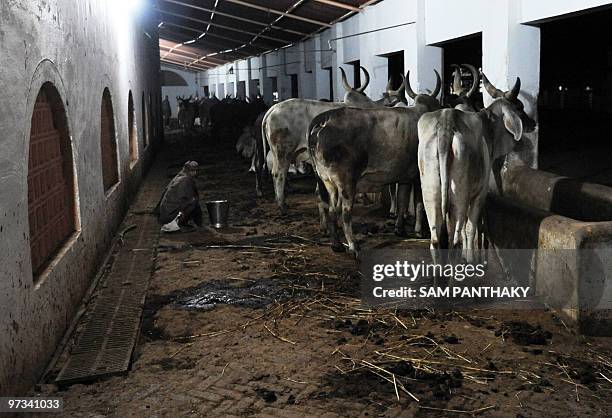 India-science-medicine-research-cows,FEATURE by Rupam Jain Nair This photo taken on February 27, 2010 shows a farm worker waiting with a bucket for...