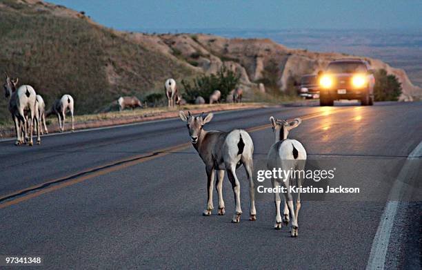 sheep in middle of road - crossing road stock pictures, royalty-free photos & images