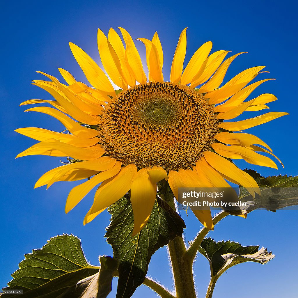 Sunflower