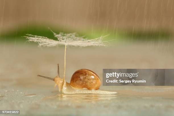 2,848 Funny Rain Photos and Premium High Res Pictures - Getty Images 2,848 Funny Rain Photos and Premium High Res Pictures - Getty Images