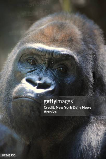 Pattycake plays Tuesday at the Wildlife Conservation Society Congo Exhibit at the Bronx Zoo. A WCS report released today indicated that there were...
